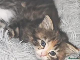 Mixed Breed cats 3 beautiful girls - Advert 3