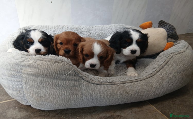 Cavalier King Charles Spaniel dogs - Advert 2