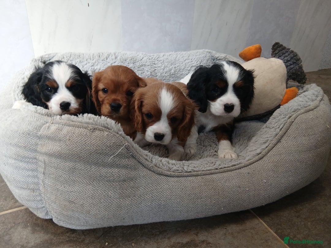 Cavalier King Charles Spaniel dogs for sale: Gorgeous cavaliers - Image 1