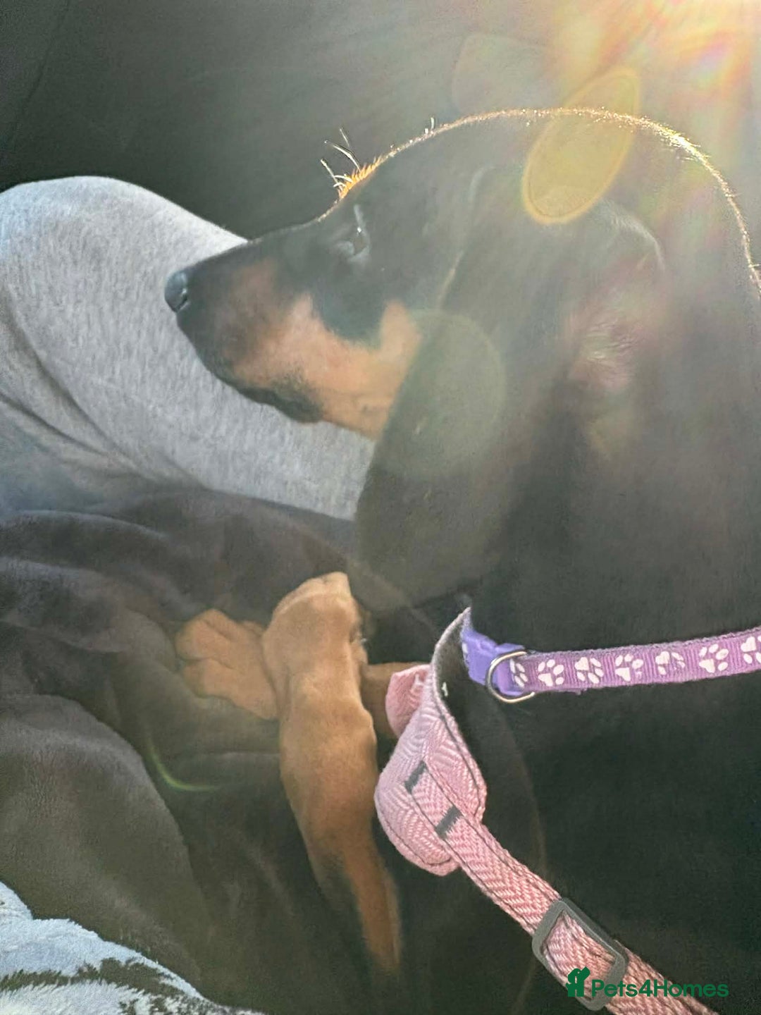 Mixed Breed dogs for sale: Myla Lurcher x Doberman - Advert 6