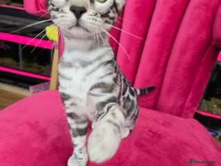 Bengal cats - Advert 2