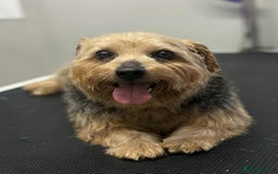 Norfolk Terrier dogs for sale: KC Norfolk Terrier  - Advert 3