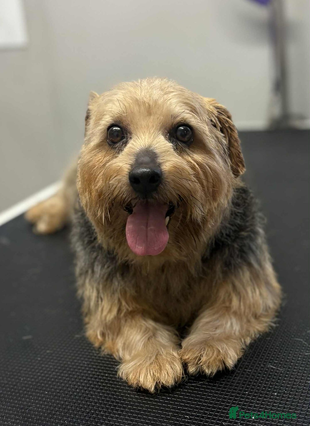 Norfolk Terrier dogs for sale: KC Norfolk Terrier  - Advert 3