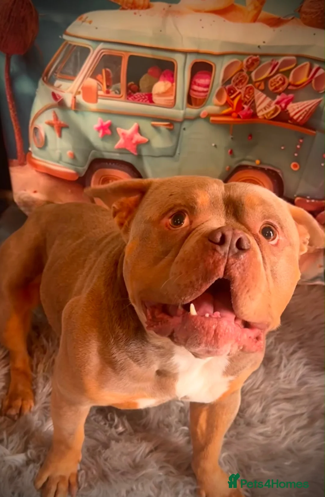 American Bully dogs for sale: Pocket bully tan/lilac  - Advert 2