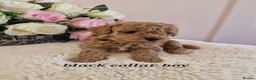 Cavapoochon dogs for sale: Beautiful cavapoochon puppies  - Advert 6