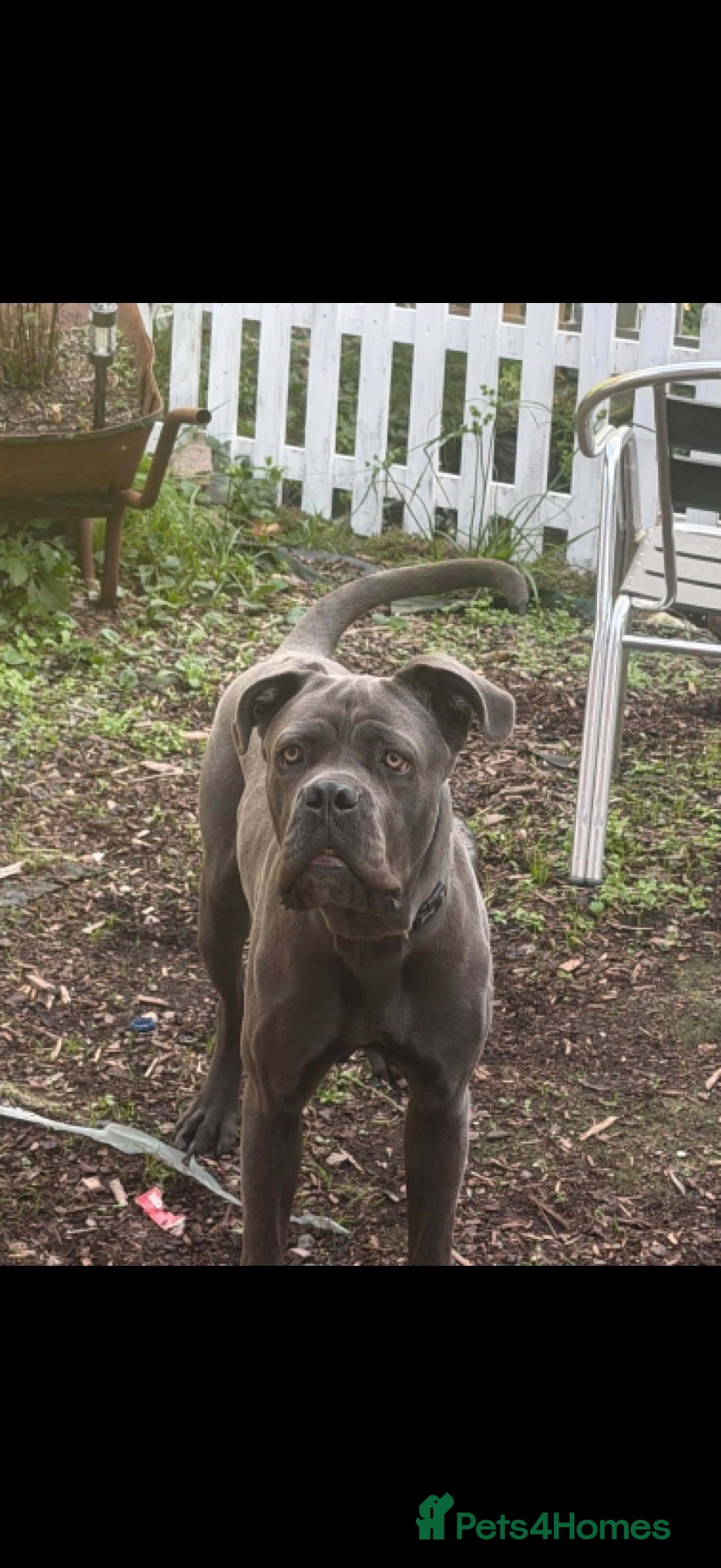 Cane Corso dogs Grey/blue cane corso boy  - Advert 9