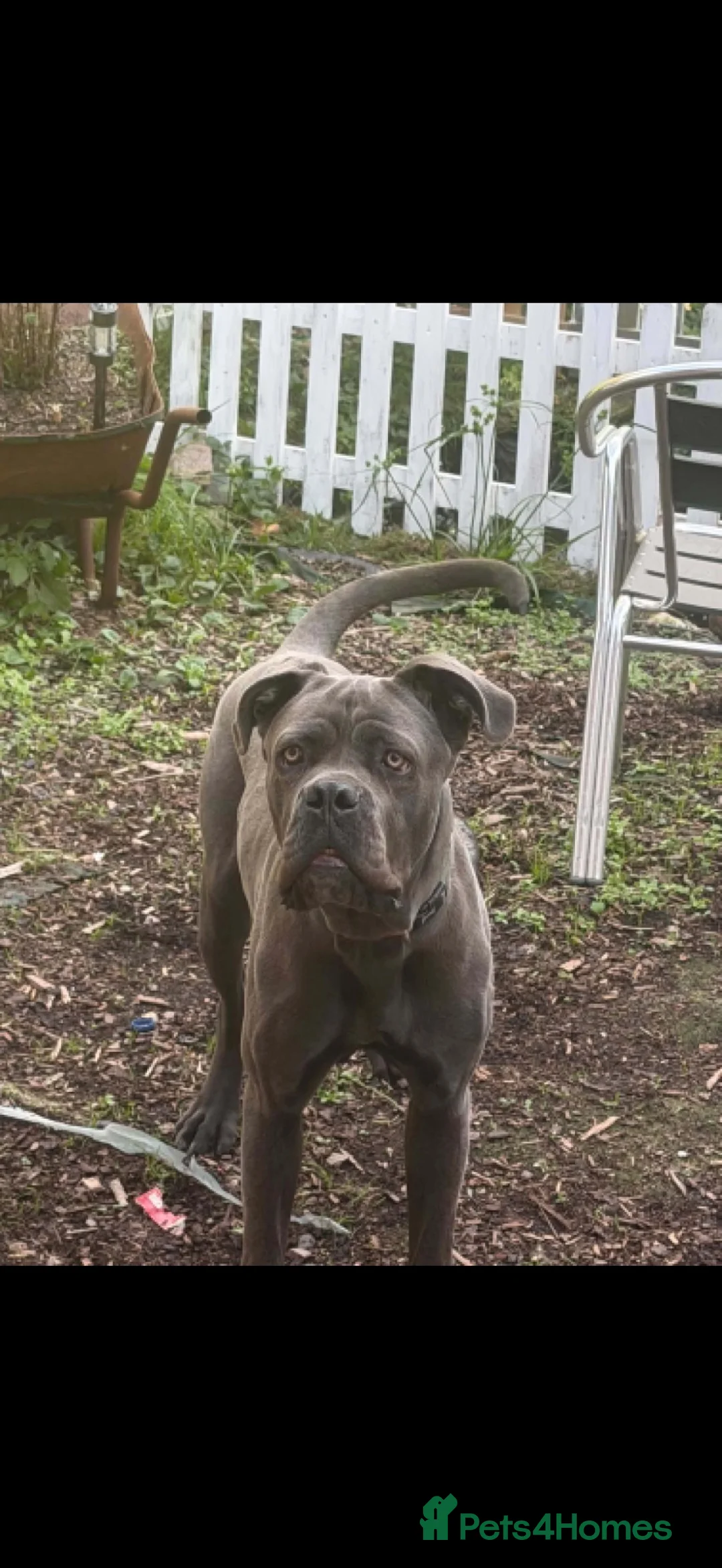 Cane Corso dogs for sale: Grey/blue cane corso boy  in Dudley - Advert 1