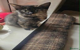 British Shorthair cats for sale: Stunning British Shorthair Kittens Ready Now! - Image 13