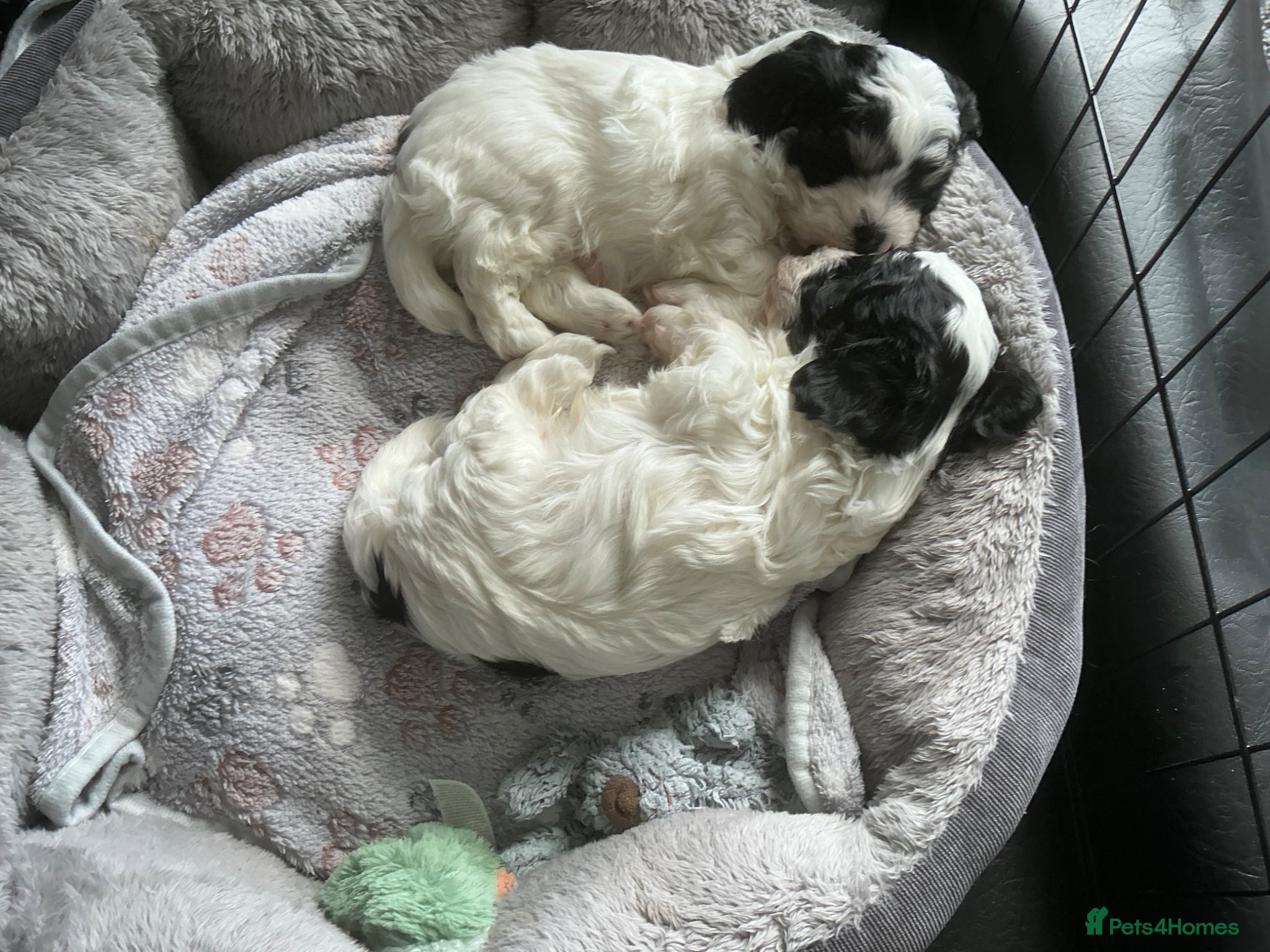 Mixed Breed dogs Havanese maltese mix  - Advert 1