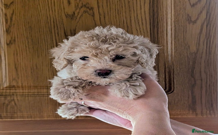 Toy Poodle dogs - Advert 3