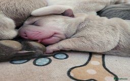 Shar Pei dogs for sale: Shar Pei Puppies - Image 9
