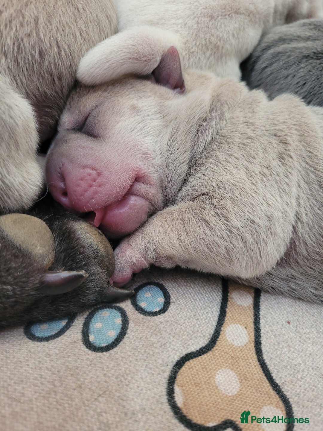 Shar Pei dogs for sale: Shar Pei Puppies - Image 9