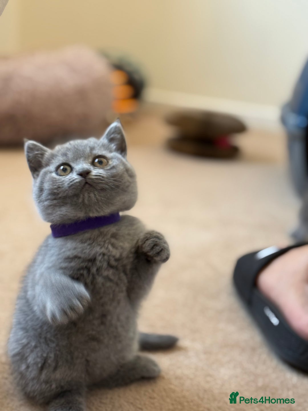 British Shorthair cats for sale: 🐾 British Shorthair Kittens – 8 Weeks Old  - Image 6