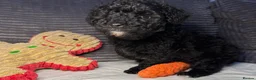 Toy Poodle dogs for sale: Tiny toy poodle puppies - Advert 10