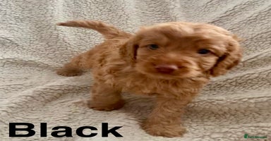 Cockapoo dogs - Advert 5