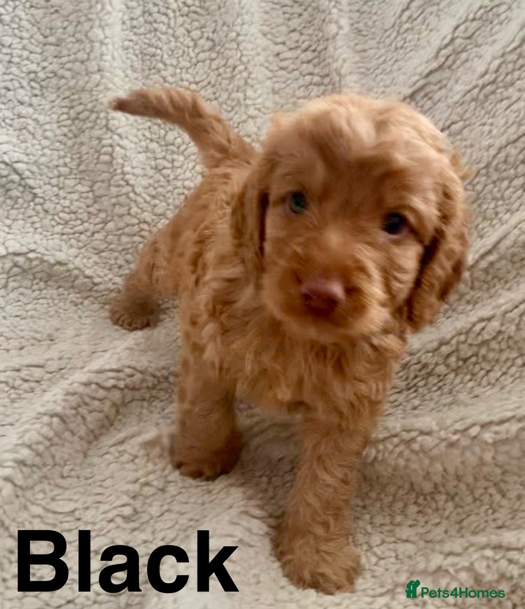 Cockapoo dogs for sale: 😍 STUNNING F1 cockapoos 😍 2 BOYS LEFT - Image 3