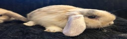 Mini Lop rabbits for sale: Mini lops  - Advert 2