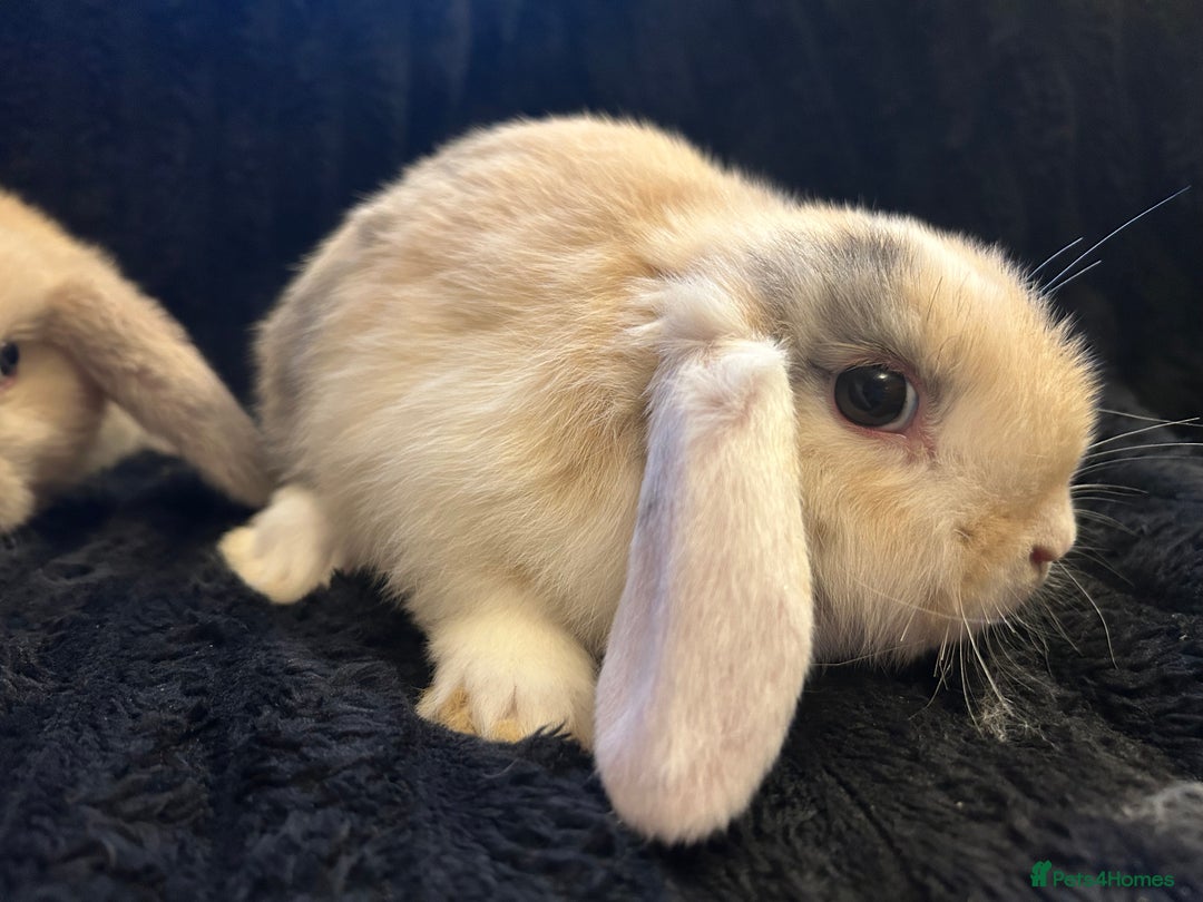 Mini Lop rabbits for sale: Mini lops  - Advert 2