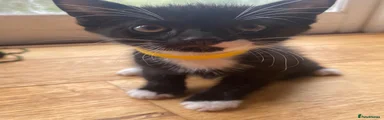 Yellow collar