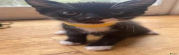 Mixed Breed cats for sale: 8 beautiful kittens available now - Advert 21