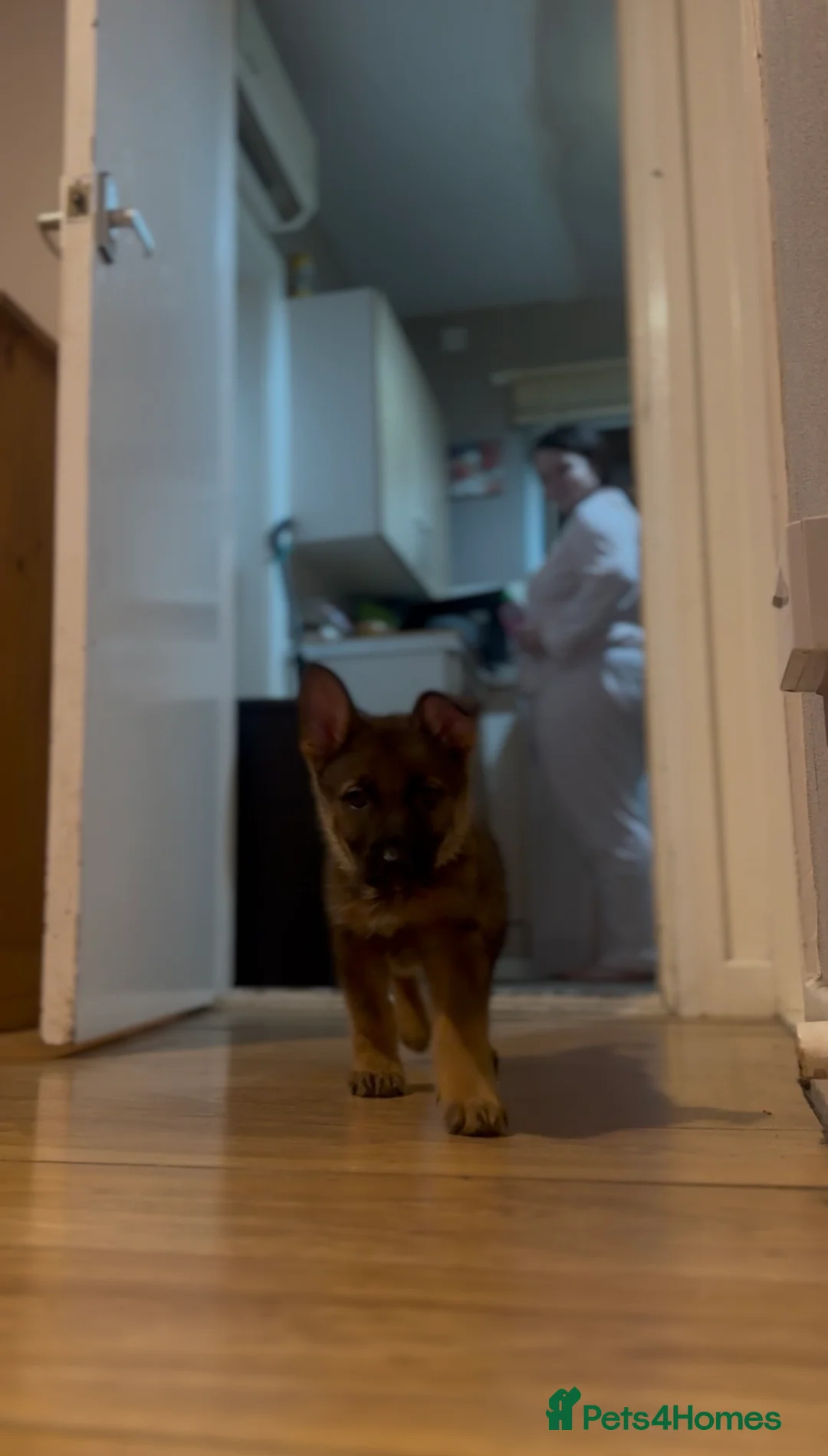 German Shepherd dogs for sale: Winnie - Advert 8