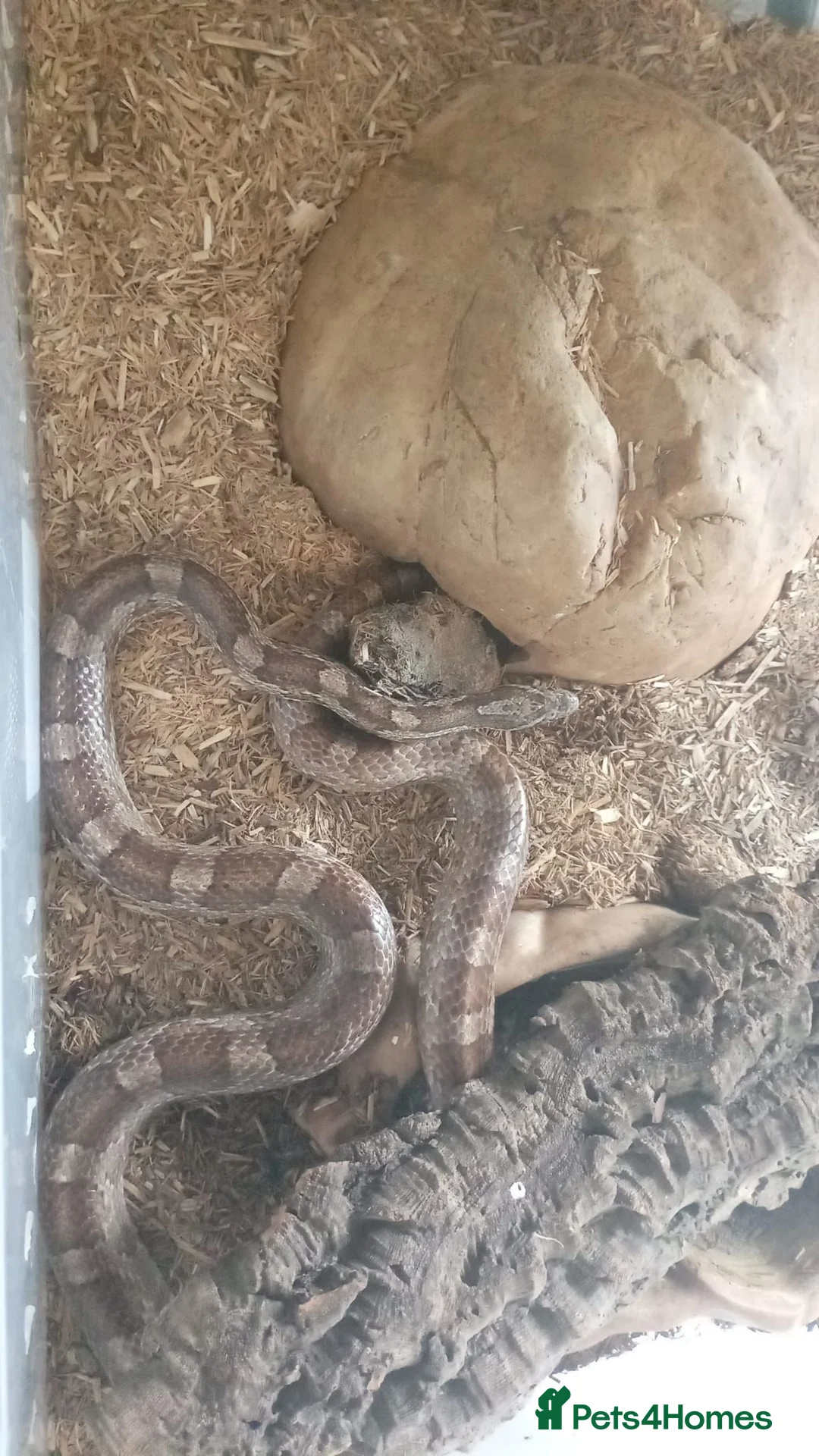 Mixed Breed reptiles for sale: Mix job lot selling my sons replites from £40-£900 - Advert 2