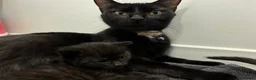 Domestic Shorthair cats for sale: 4 adorable kittens looking for new homes - Advert 12