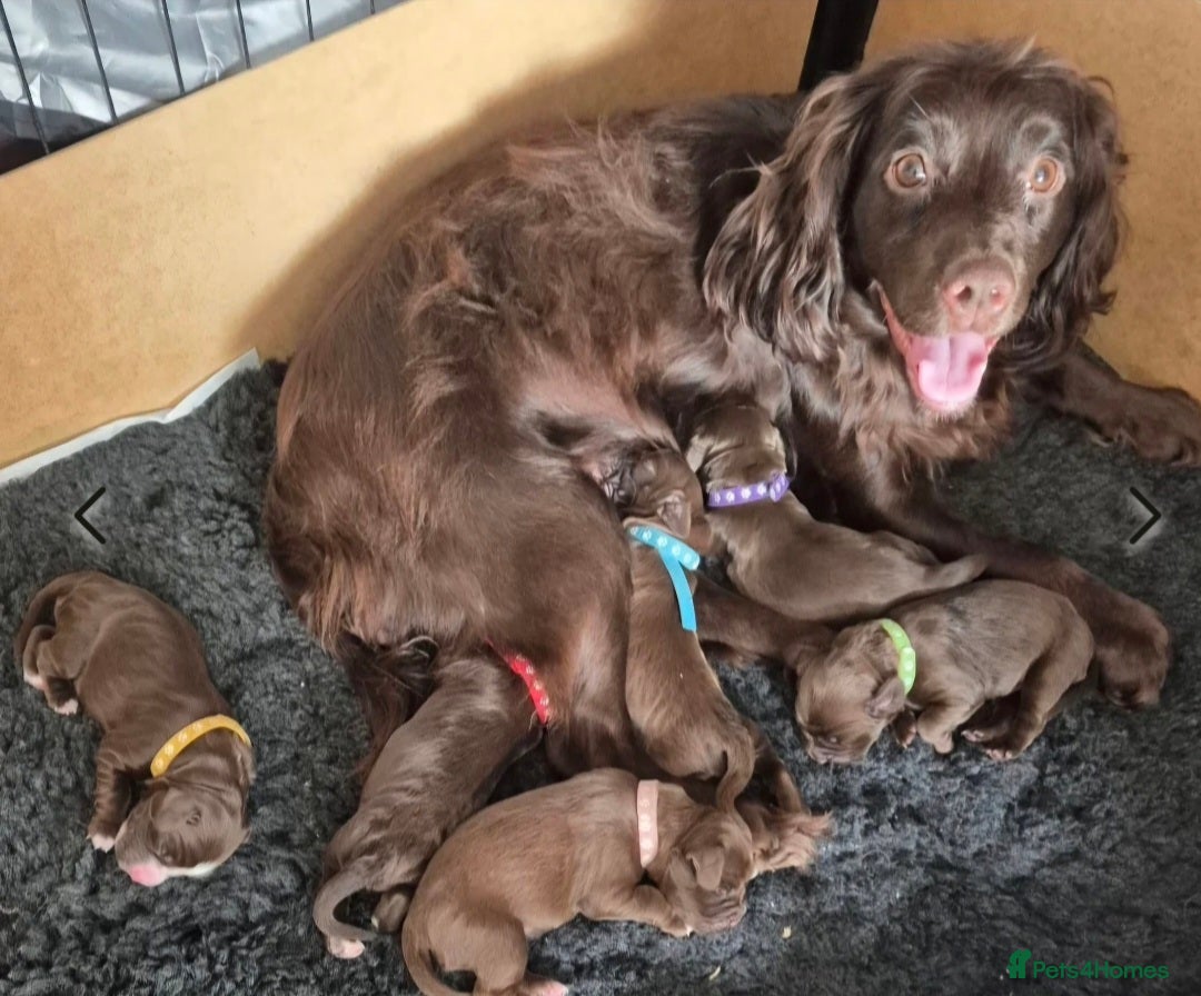 Cocker Spaniel dogs Stunning Cocker Spaniel puppies for sale - Advert 15