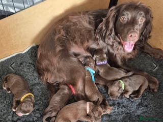 Cocker Spaniel dogs Stunning Cocker Spaniel puppies for sale - Advert 13