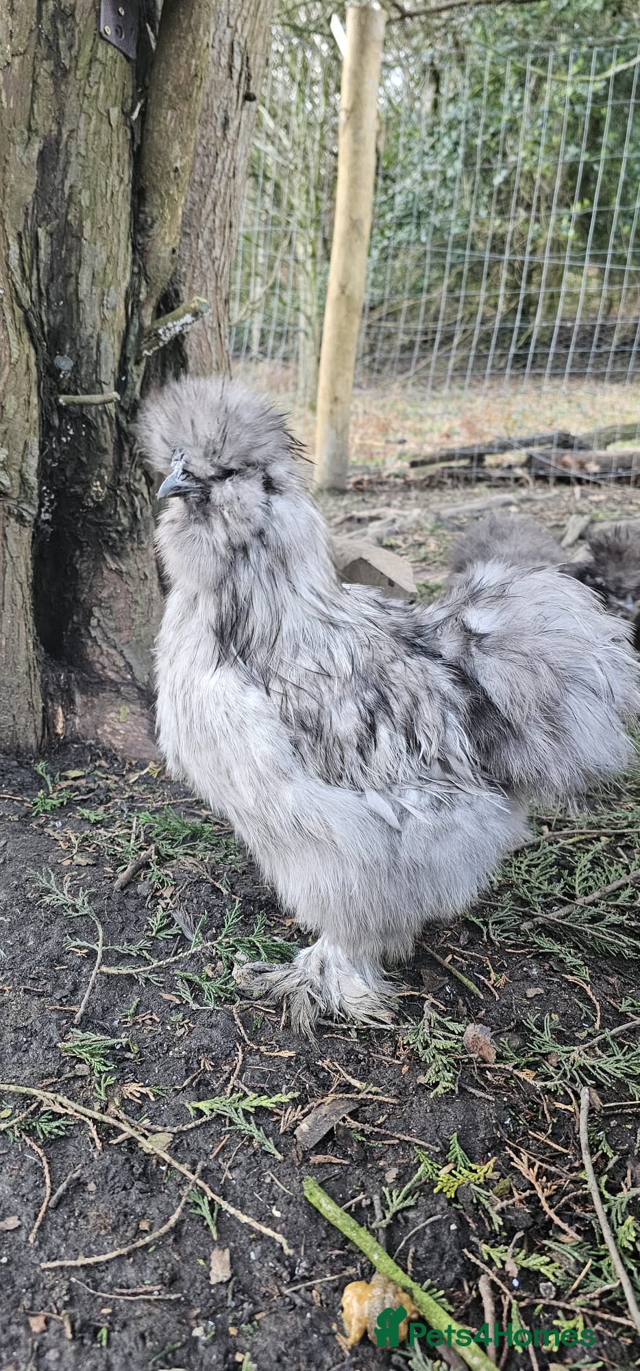 Chickens poultry Silkie rooster and hen  - Advert 2
