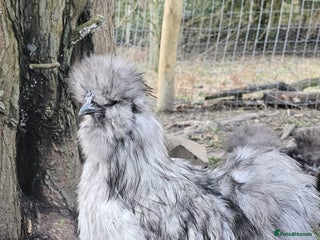 Chickens poultry Silkie rooster and hen - Advert 2