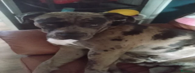 Tyson