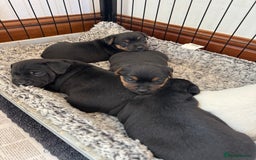 Mixed Breed dogs for sale: Terrier Puppies - Image 1