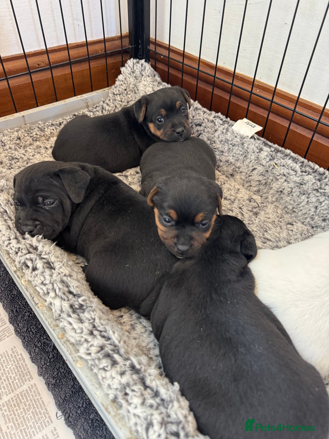 Mixed Breed dogs for sale: Terrier Puppies - Image 1