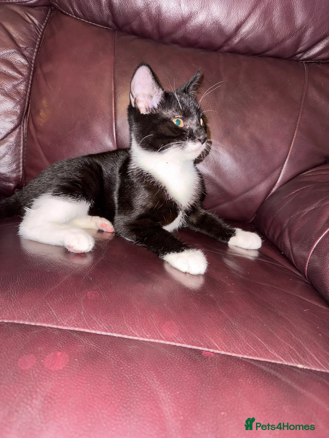 Domestic Shorthair cats for sale: 3mo Kittens: Vet Checked & Litter Trained - Advert 2