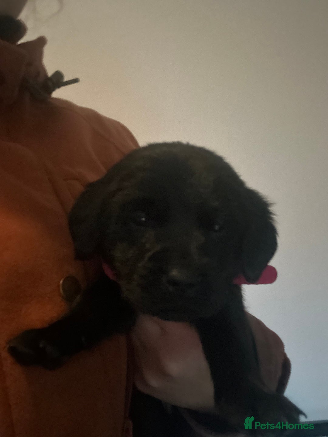 Labrador Retriever dogs for sale: Black Labrador pups  - Advert 7