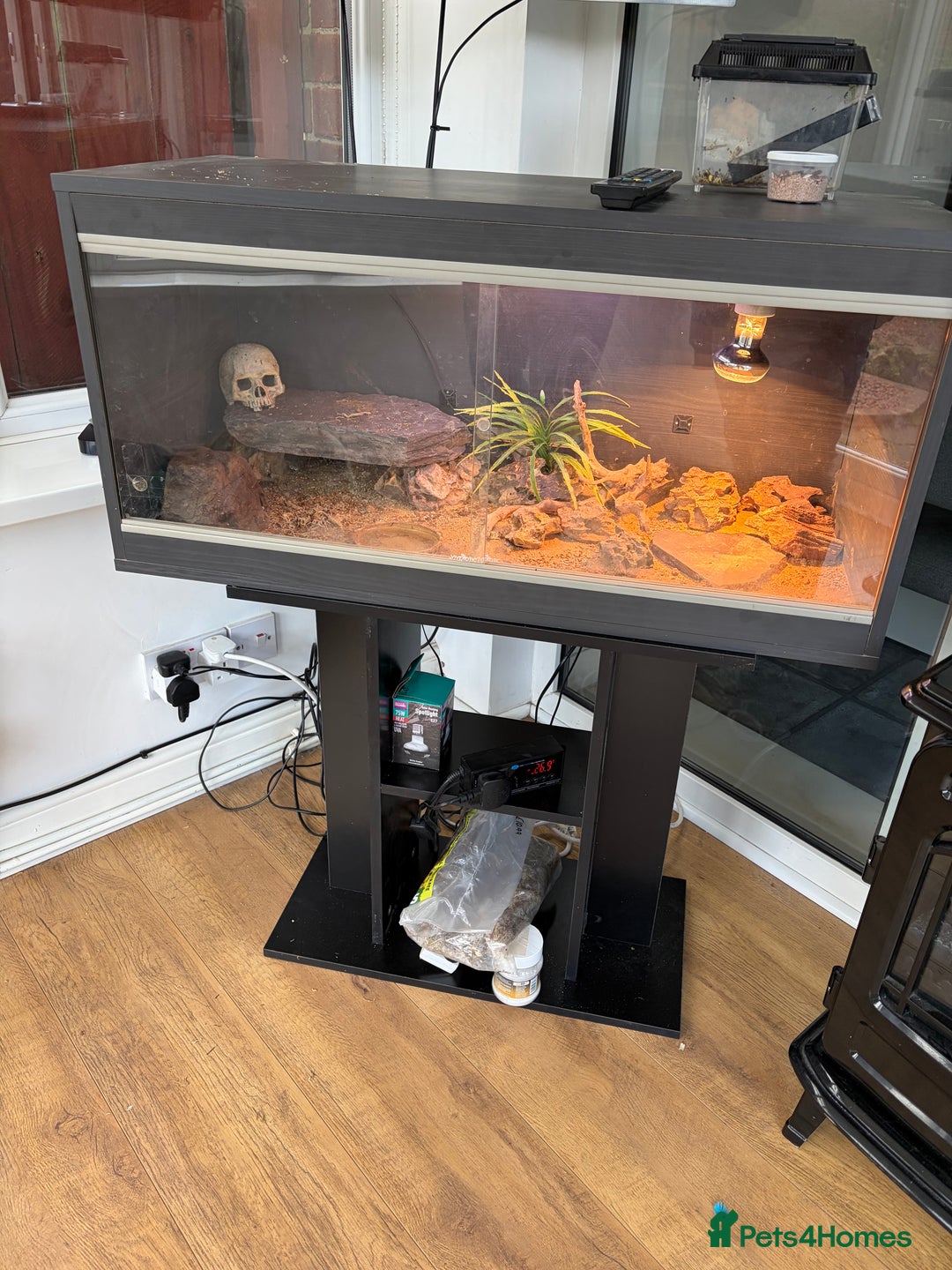 Leopard Gecko reptiles for sale: 4 year old leopard gecko  - Image 2