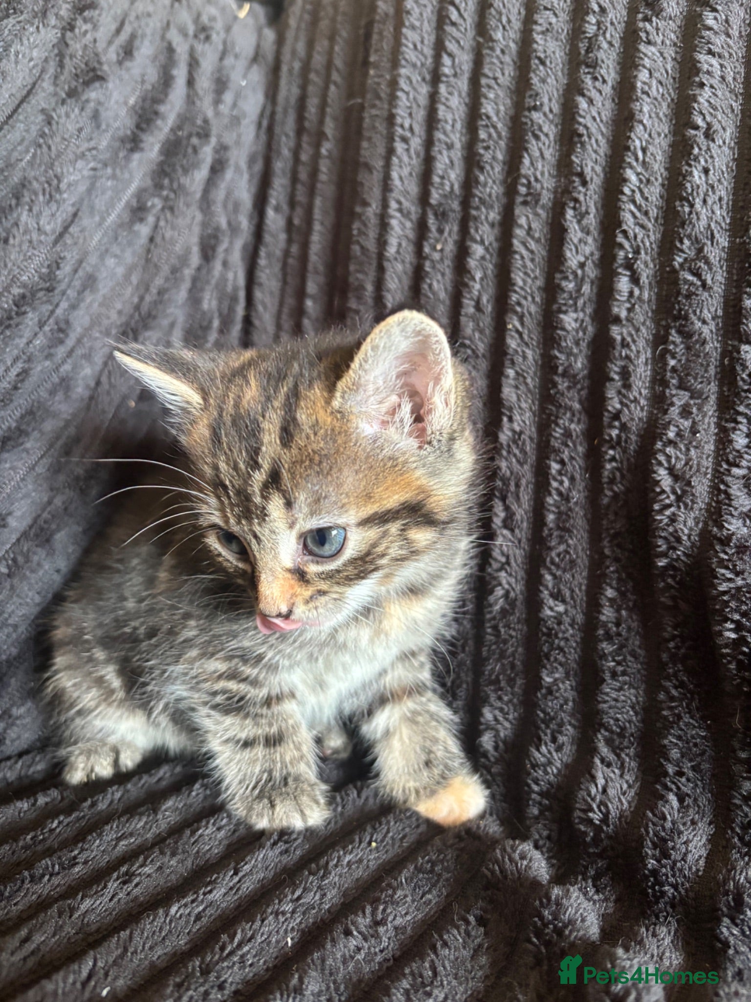 Mixed Breed cats Beautiful Tortoiseshell & ginger kittens  - Advert 10