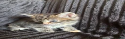 Mixed Breed cats for sale: Beautiful Tortoiseshell & ginger kittens  - Advert 2