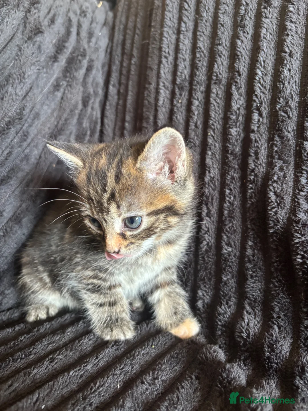 Mixed Breed cats for sale: Beautiful Tortoiseshell & ginger kittens  - Advert 2