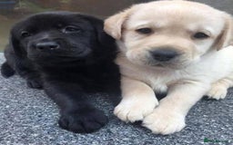 Labrador Retriever dogs for sale: Adorable Labrador Retriever Pups - Image 1