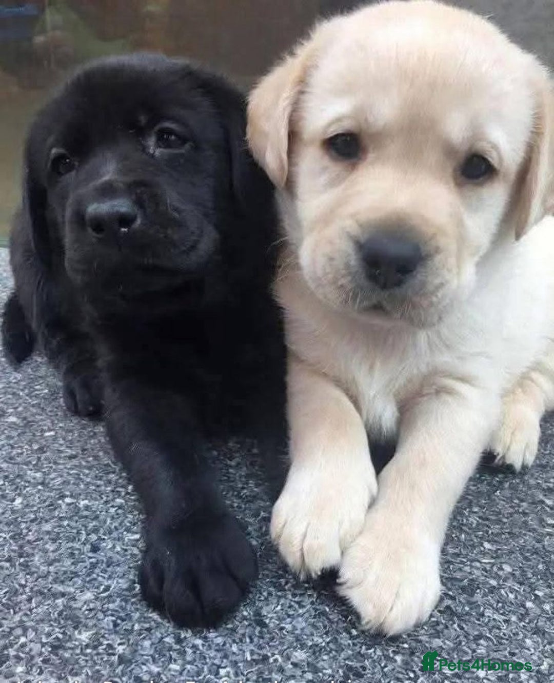 Labrador Retriever dogs for sale: Adorable Labrador Retriever Pups - Image 1