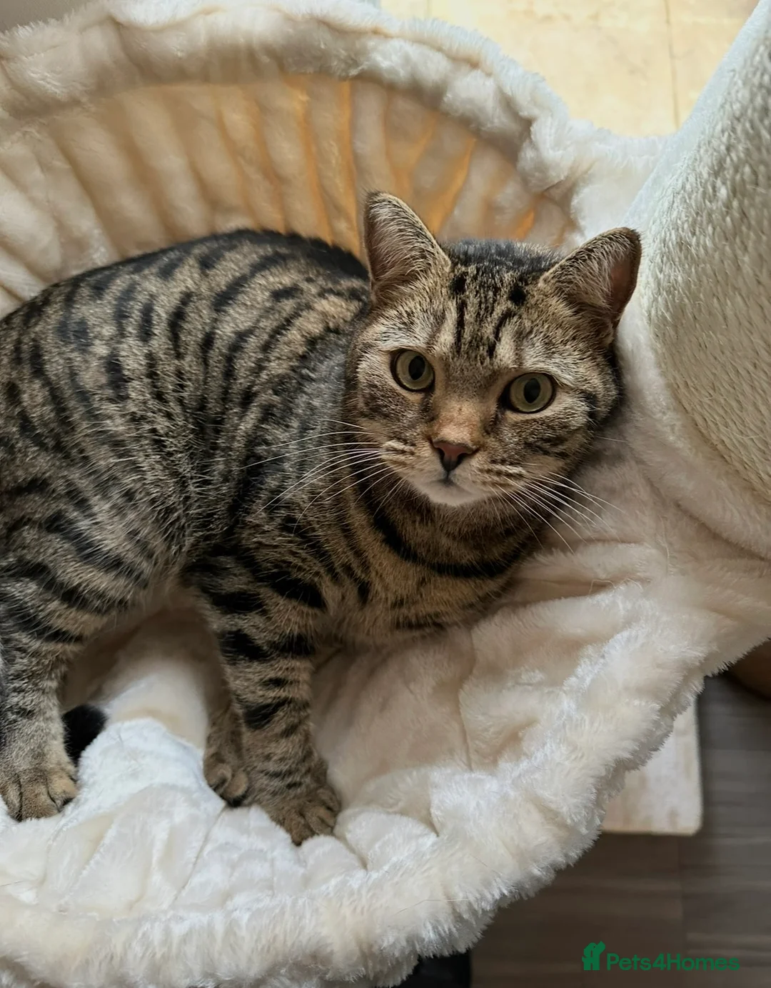 British Shorthair cats for sale: Dave & Ted British Shorthair Brothers - Advert 8