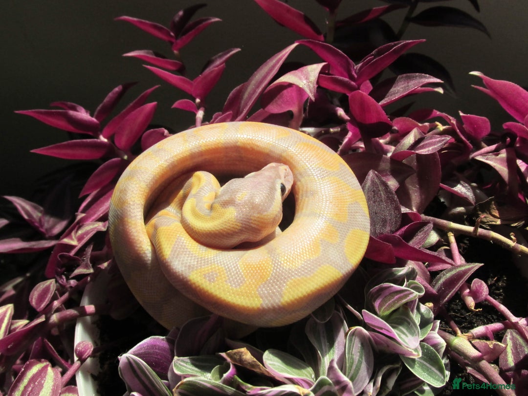 Python Snake reptiles for sale: banana Fire pastel ball python male - Image 4