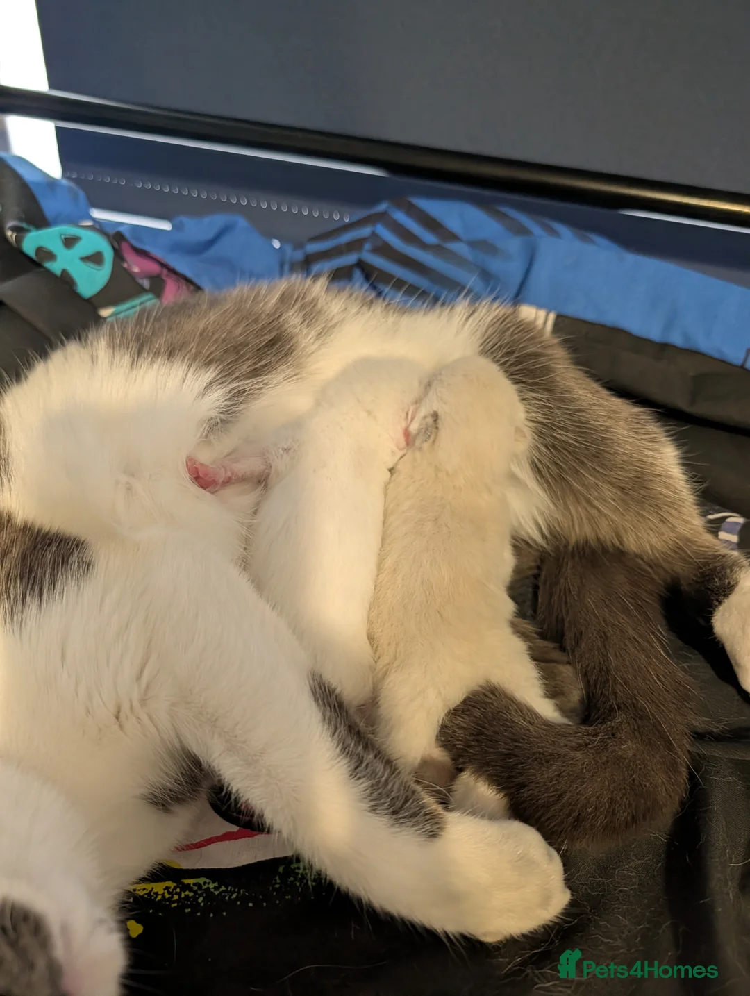 Ragdoll cats for sale: ragdoll cross tuxedo kittens in Alton - Advert 1