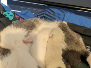 Ragdoll cats ragdoll cross tuxedo kittens - Advert 4