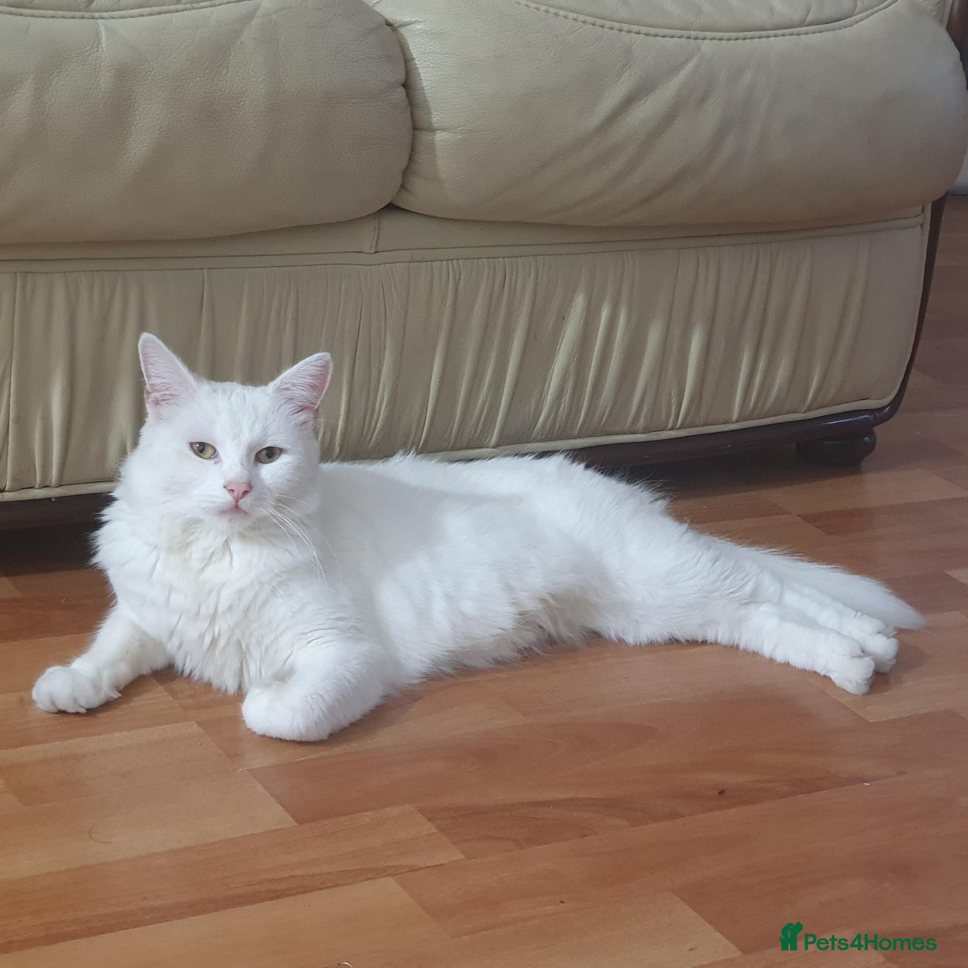 Turkish Angora cats Pure white turkish angora cat  - Advert 2