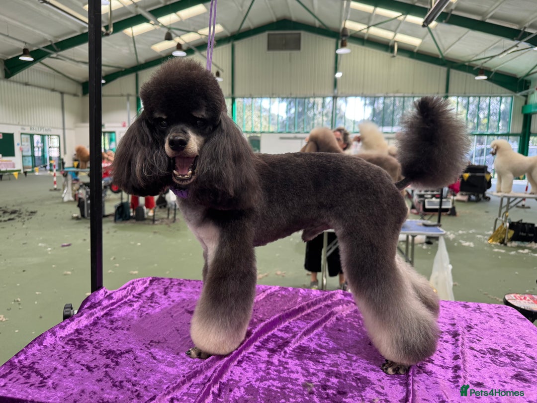 Toy Poodle dogs for stud: Kc registered, dna tested health and colour - Advert 2