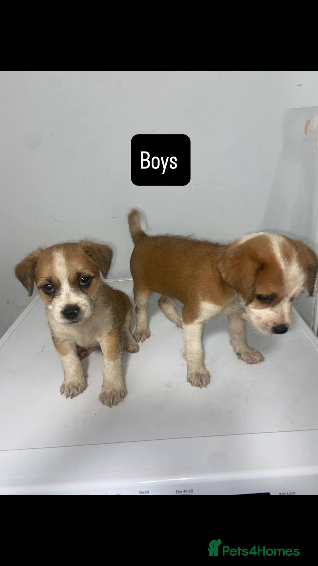 Mixed Breed dogs for sale: Jack Russell puppies ready to leave  - Image 2