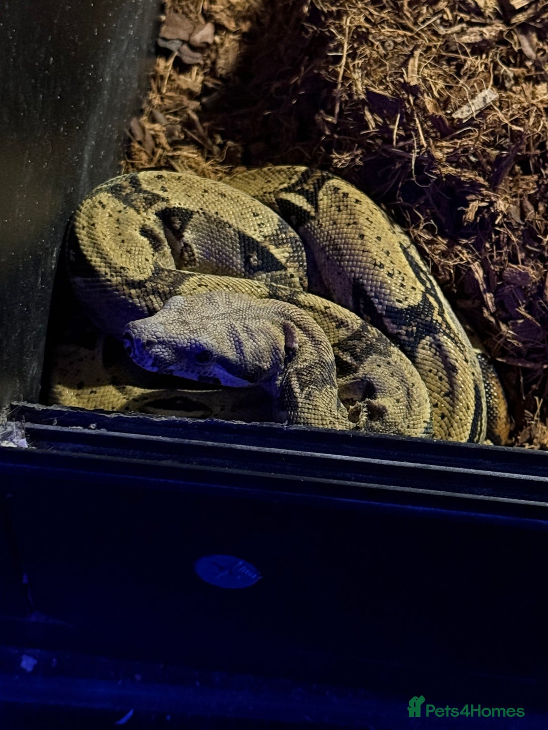 Boa Snake reptiles for sale: Boa constrictor for sale  - Advert 3